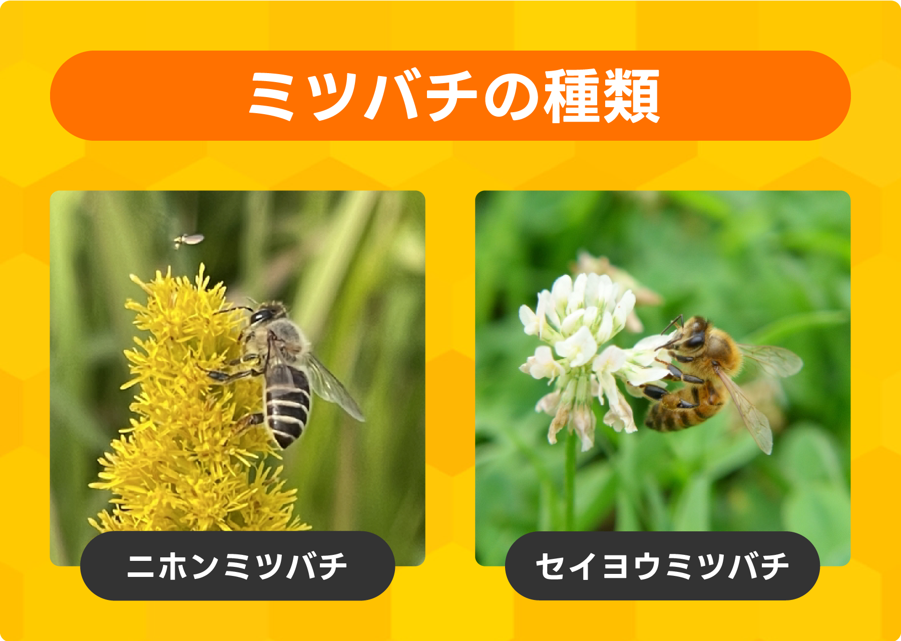 ミツバチの生態と特徴 - ハチ駆除バディ